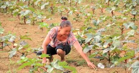不好意思去医院，这些天然伟哥天天都可以吃（想变猛男的进）