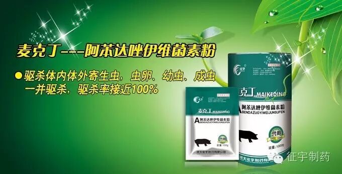 不要让假怀孕的母猪欺骗了你!-怀孕期