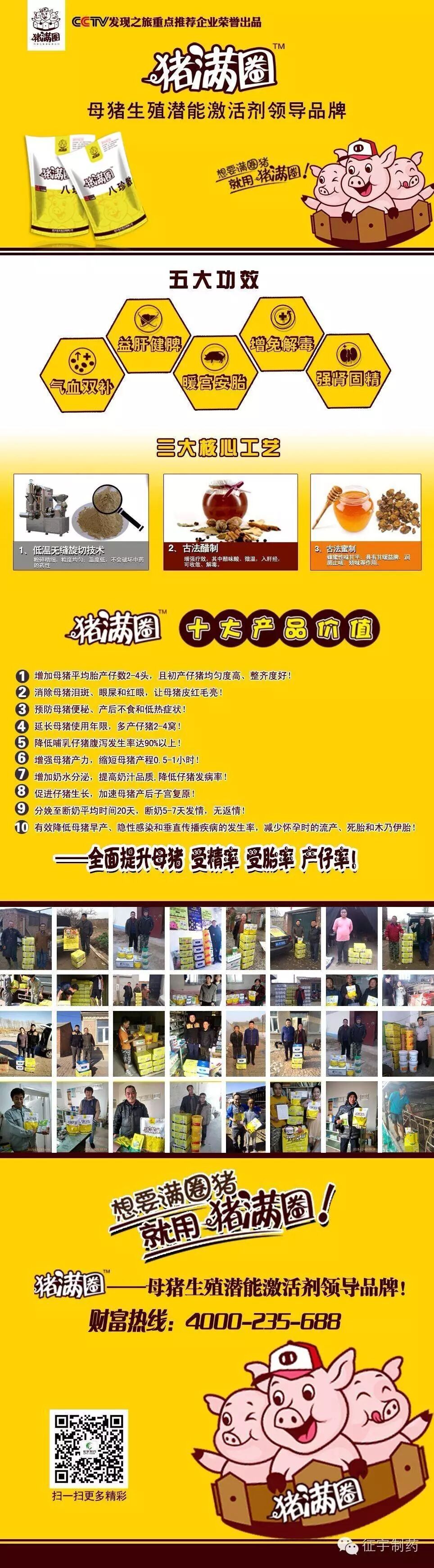 不要让假怀孕的母猪欺骗了你!-怀孕期