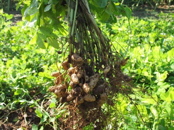 种植花生什么时候浇水好?