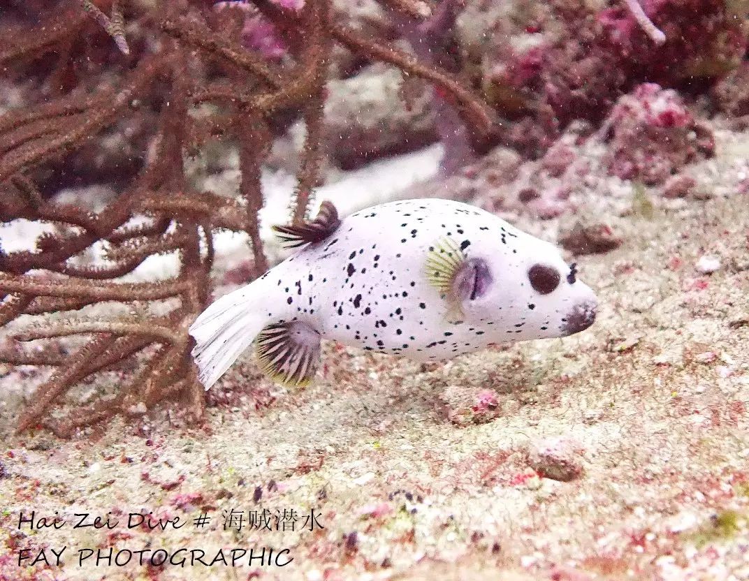 经常可以看到玻璃鱼群,海鳗,狮子鱼,地图豚,蓝点鳐以及花园鳗.