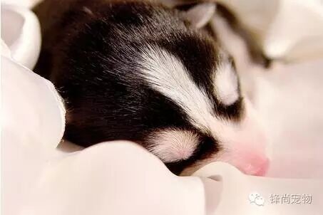 狗狗怀孕及产前产后养护——生产及产后护理-怀孕期