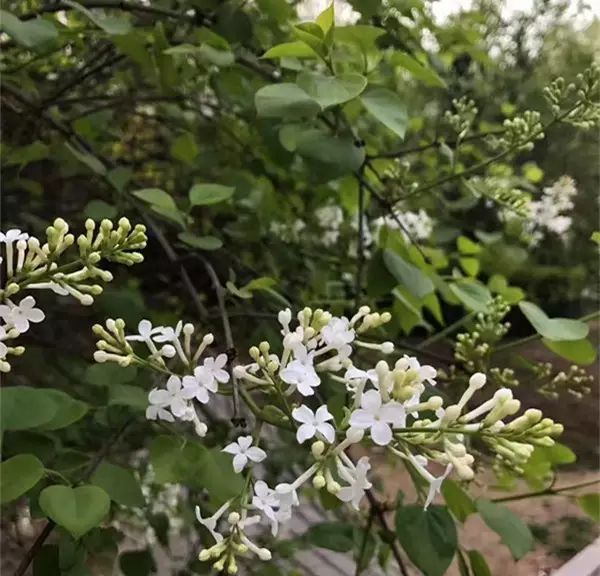 但看丁香树, 相伴春风里.