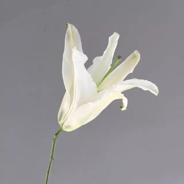 白百合 → 花语:神圣,纯洁.