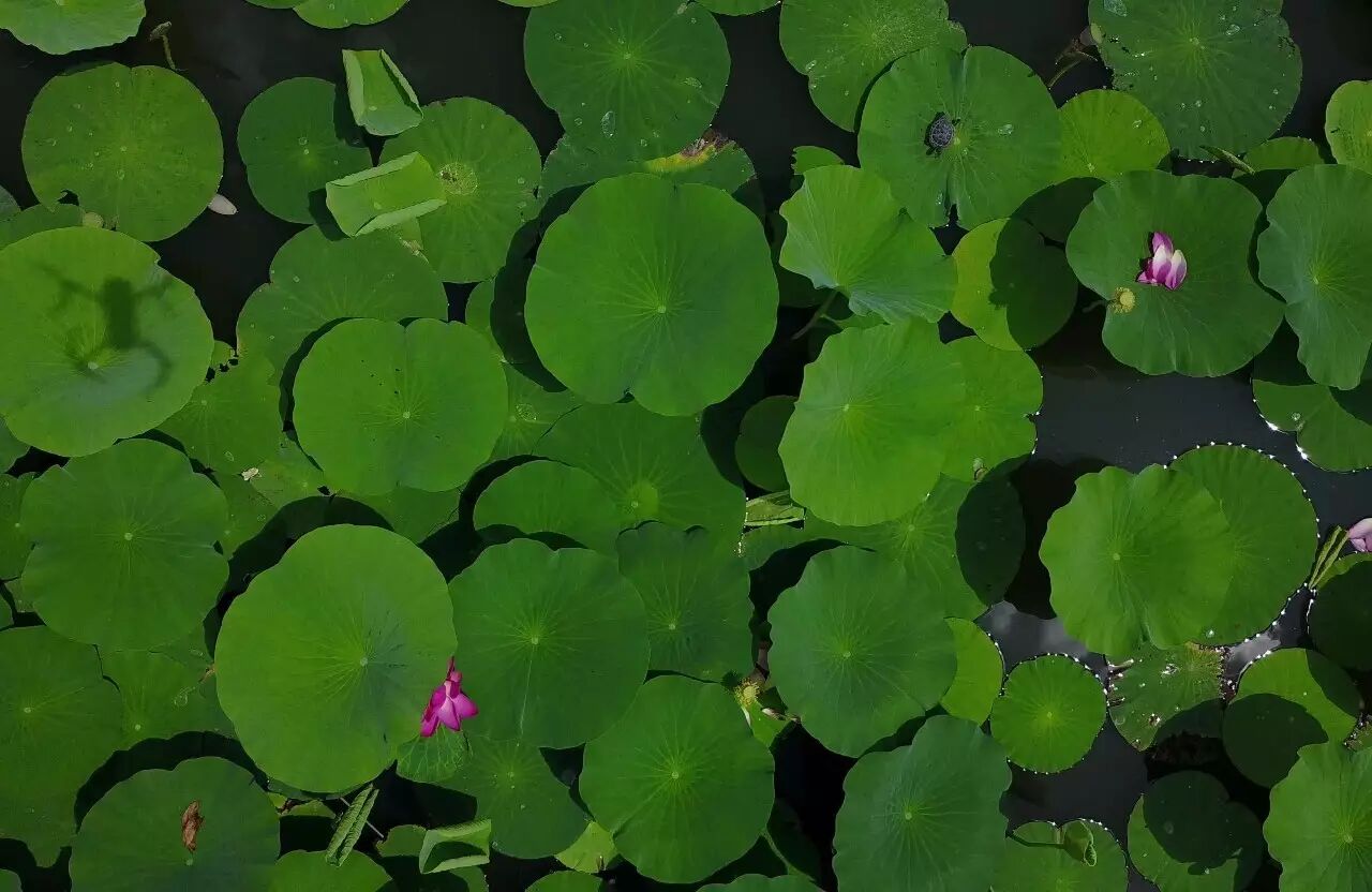 大同神溪国家湿地公园打造生态新景点