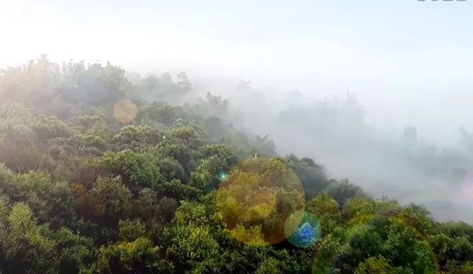 千年古茶林——深入原始森林,走近班章茶树王