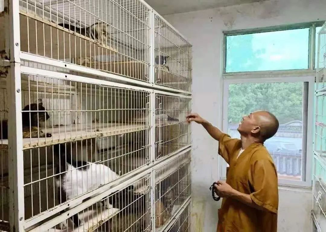 来自一位僧人的求助：8000只流浪猫狗随时可能断粮，大家一起帮帮它们吧!