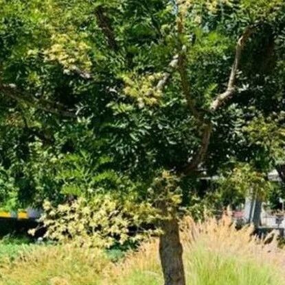 俗语：“三树不能砍，福散穷来伴”，是什么意思？