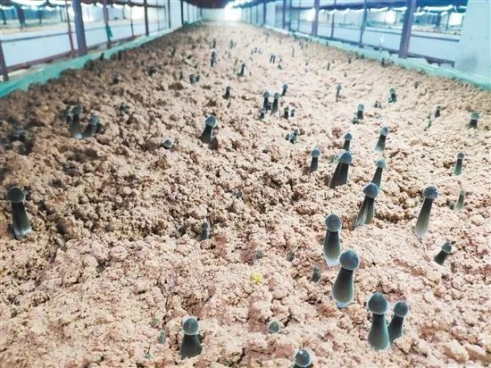 江门鹤山尧溪村助力打造黑皮鸡枞菌种植基地为乡村产业振兴增添新动力