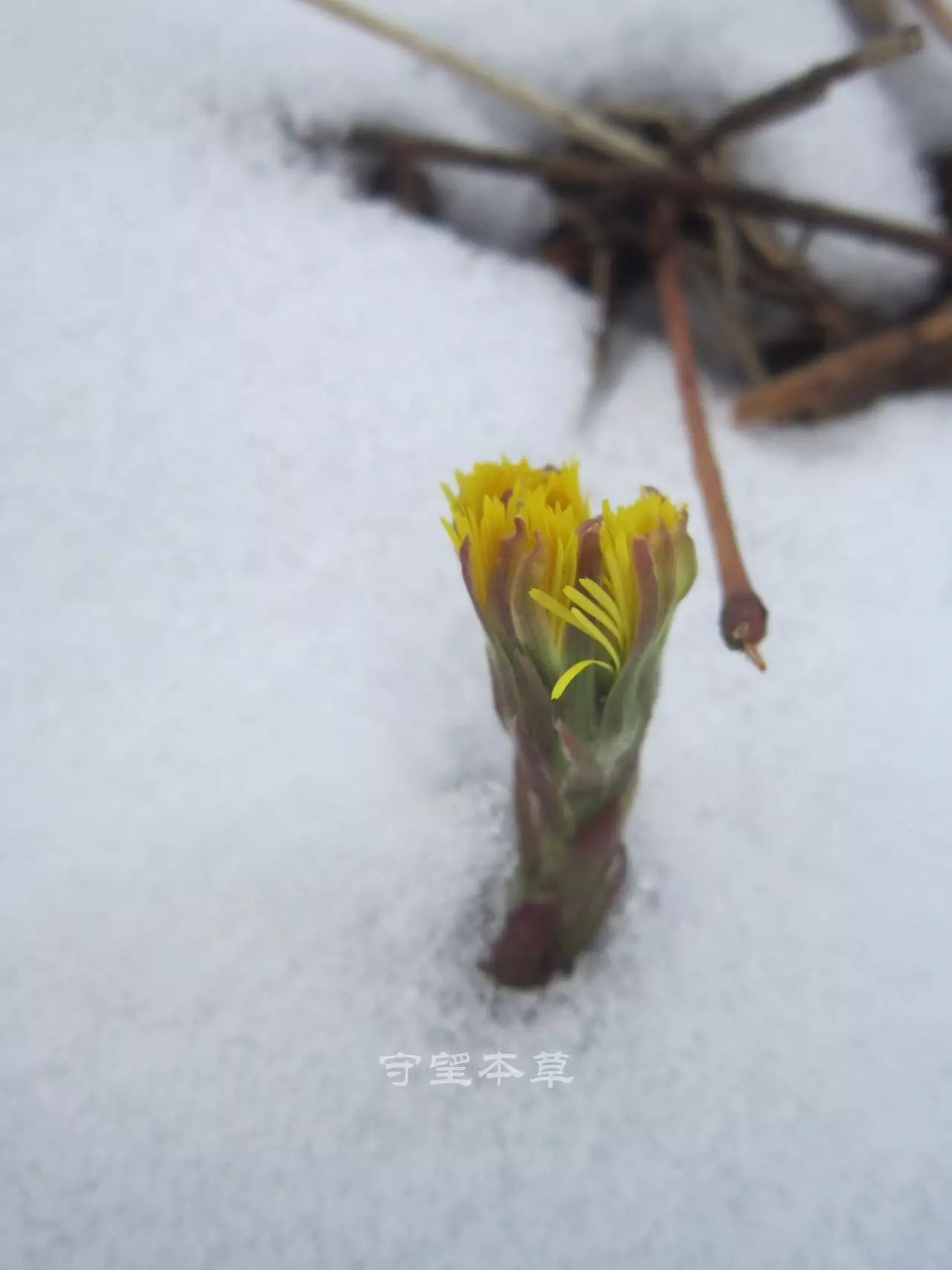 款冬花:昔日伏牛冰中花 款款钻冻开我家