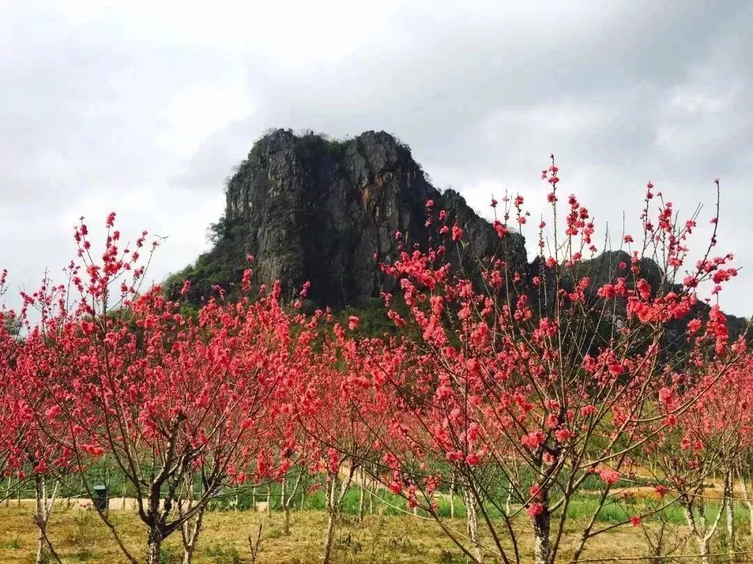 阳江阳春春湾石林桃花节