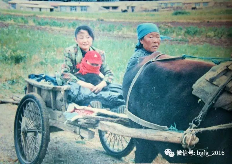 1994年中秋节过后,母亲赶着牛车送我一家三口去四里远的公路边候乘