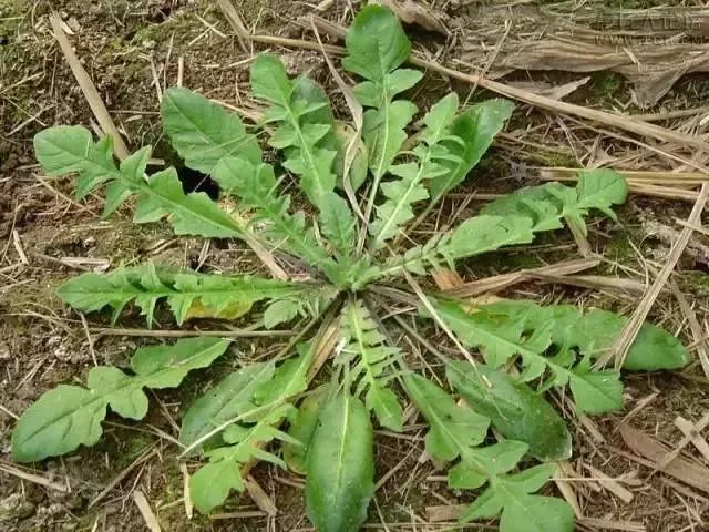 荠菜 别名:唧唧菜