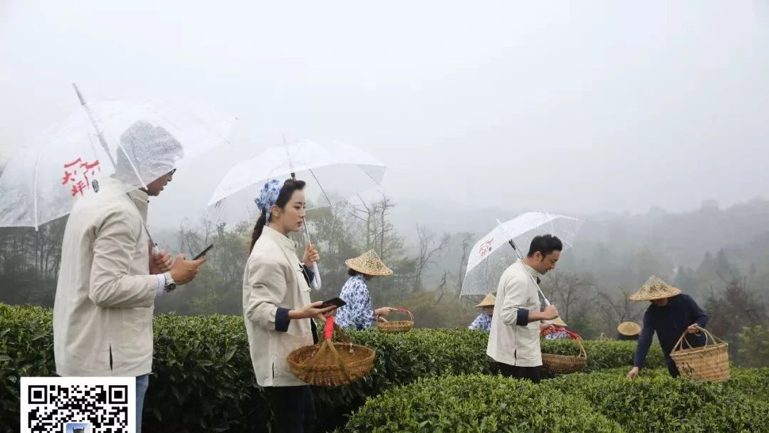 撒贝宁、尼格买提、李思思体验福鼎白茶