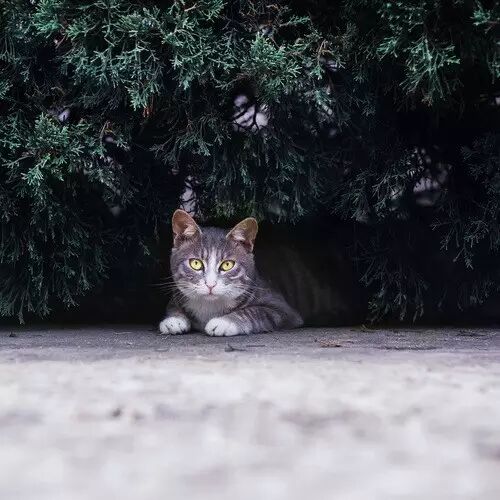 怀孕的肚子,就是一只猫咪的脑袋-怀孕期