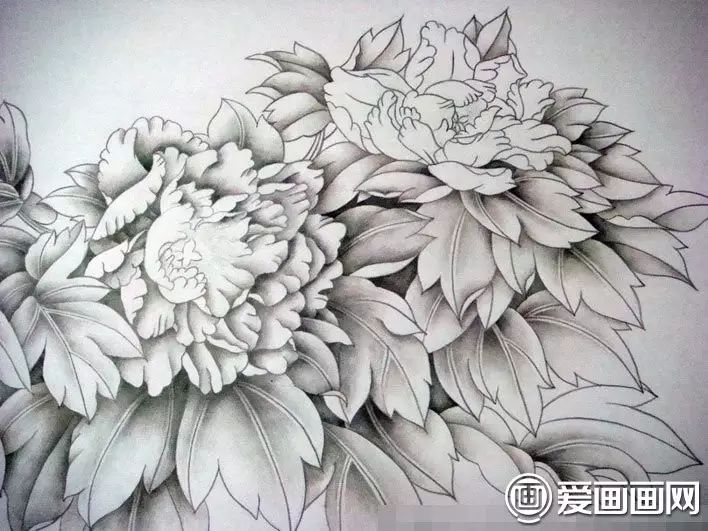 用彩色铅笔画一幅国画工笔牡丹花的图文步骤