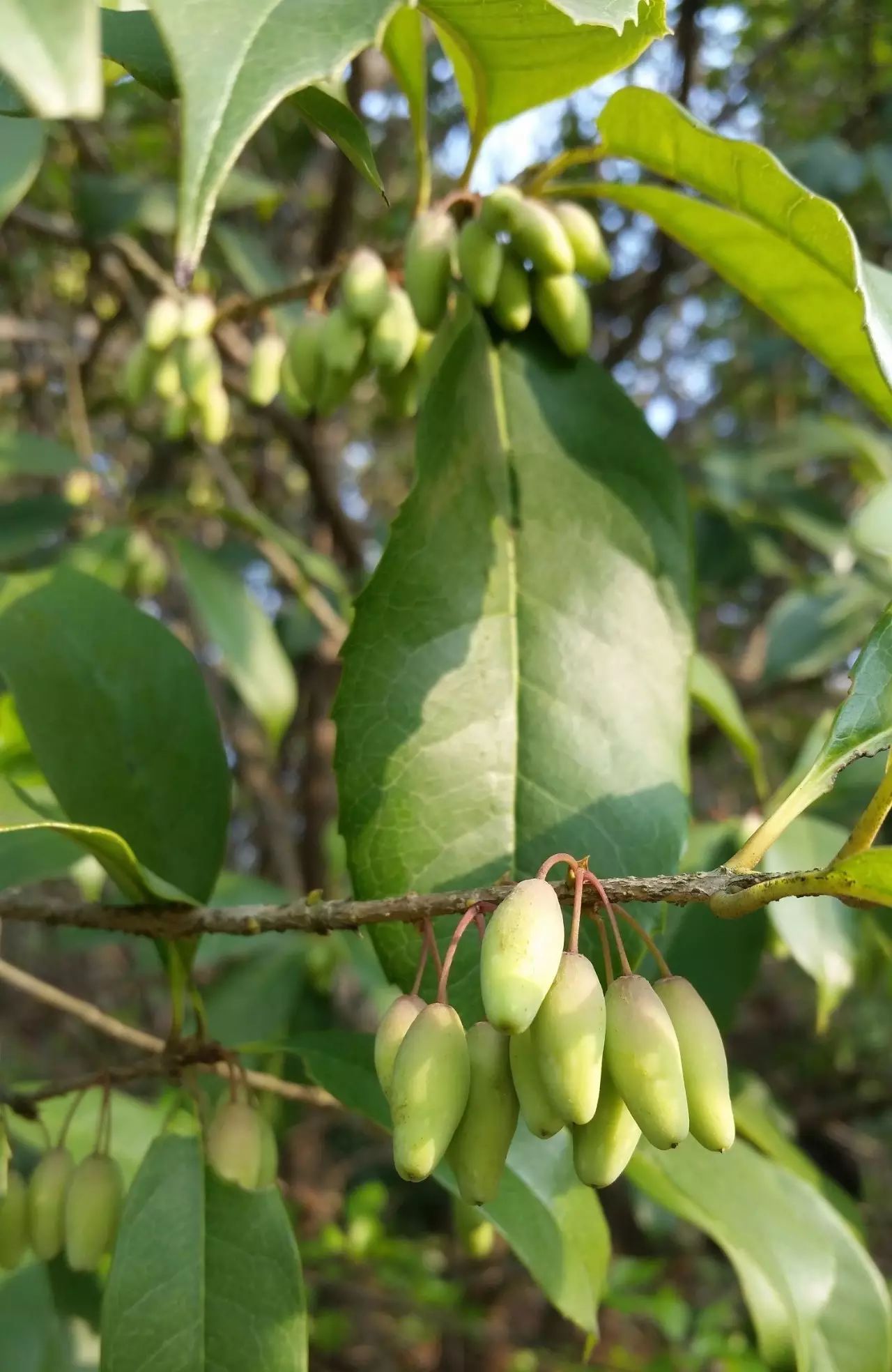 枝桠繁茂, 翠绿的叶子裹满了整个树身 风一吹 树叶间绿油油的果实就露