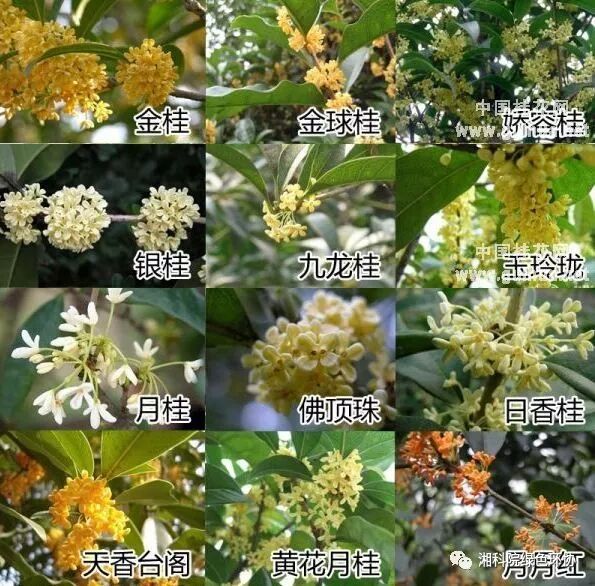 金桂,金球桂,娇容桂 银桂,九龙桂,玉玲珑 月桂,佛顶珠,日香桂 天香台