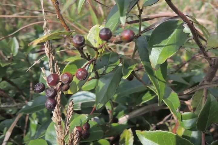 就像"蓝莓" 很多人小时候很喜欢的野果 学名乌饭果是杜鹃花科越桔属
