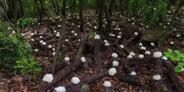 为选取满足银耳自然生长需求的特级银耳,要经过砍山,晒架,钻孔,点种