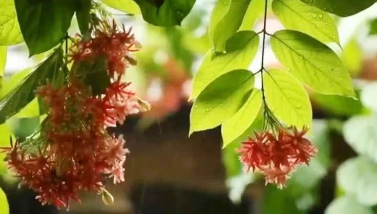 收录于合集⭐一首《无声的雨》祝您周末愉快！