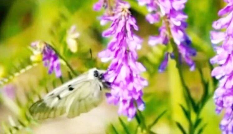 收录于合集⭐美好的星期天，祝您心情愉悦！