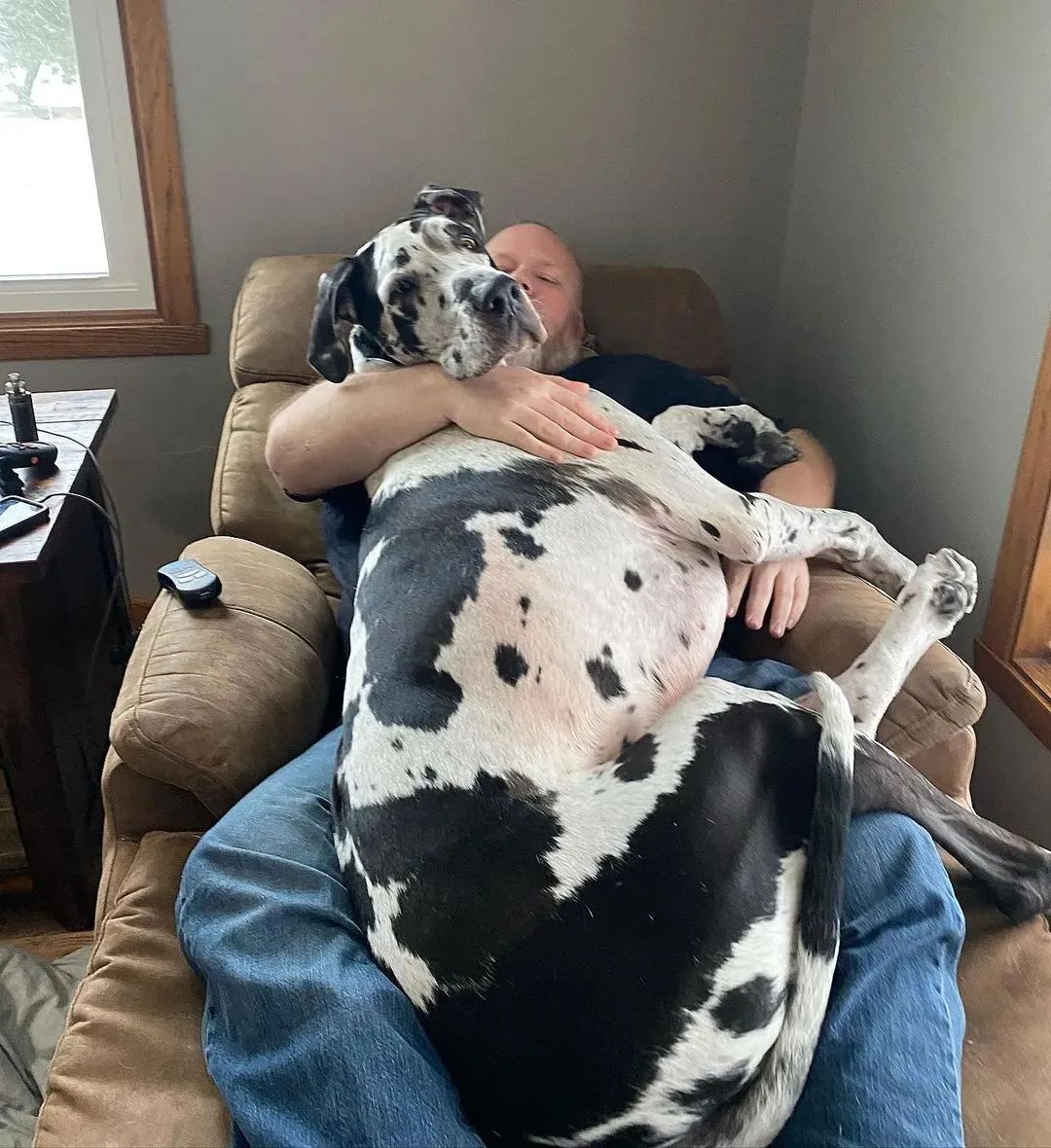 忘记自己长大了..156斤大狗仍每天找主人要抱抱，还压坏了三张沙发!