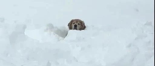 “下了场大雪后，我家狗一出门就没了...”