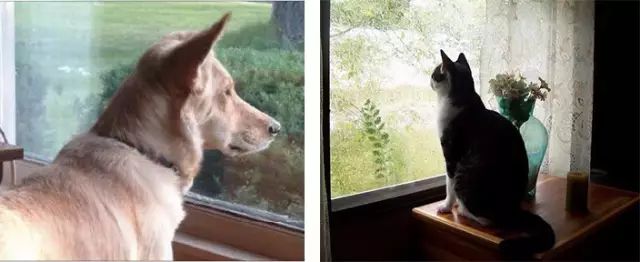 趣 | 狗狗老喜欢坐在窗口眺望，原因竟然是... - 7