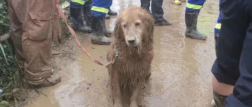 曾被全网心疼的大金毛搜救犬退役了，而为了带它回家，这个人等待了6年...