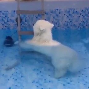 你好，请问你见过不会游泳的北极熊吗？