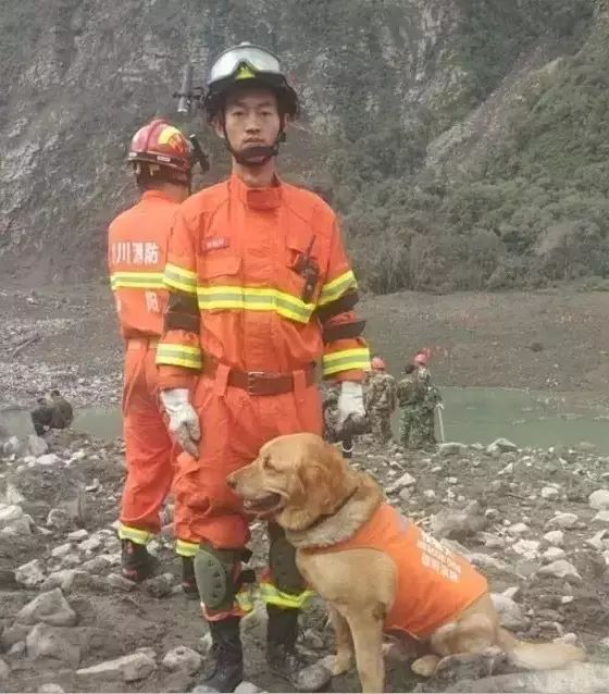 四川垮塌救援现场，有只名叫“小虎”的搜救犬累瘫了.