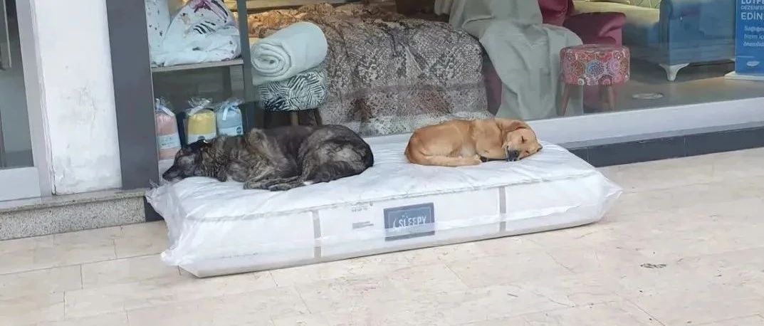 家具店门口，两只流浪狗霸占了新床垫，而老板的做法引网友狂赞！