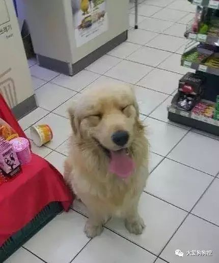 店里的收银员特别怕狗