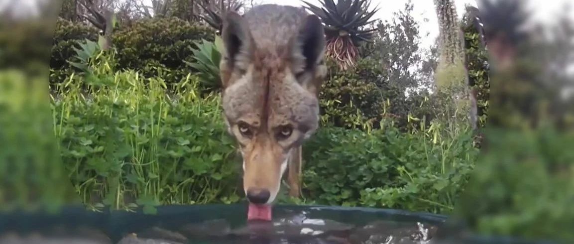 在院子里放了一碗清水后，居然引来了一个罕见“帅狗勾”!
