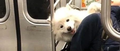 假如坐地铁可以带狗，但必须装在包包里...