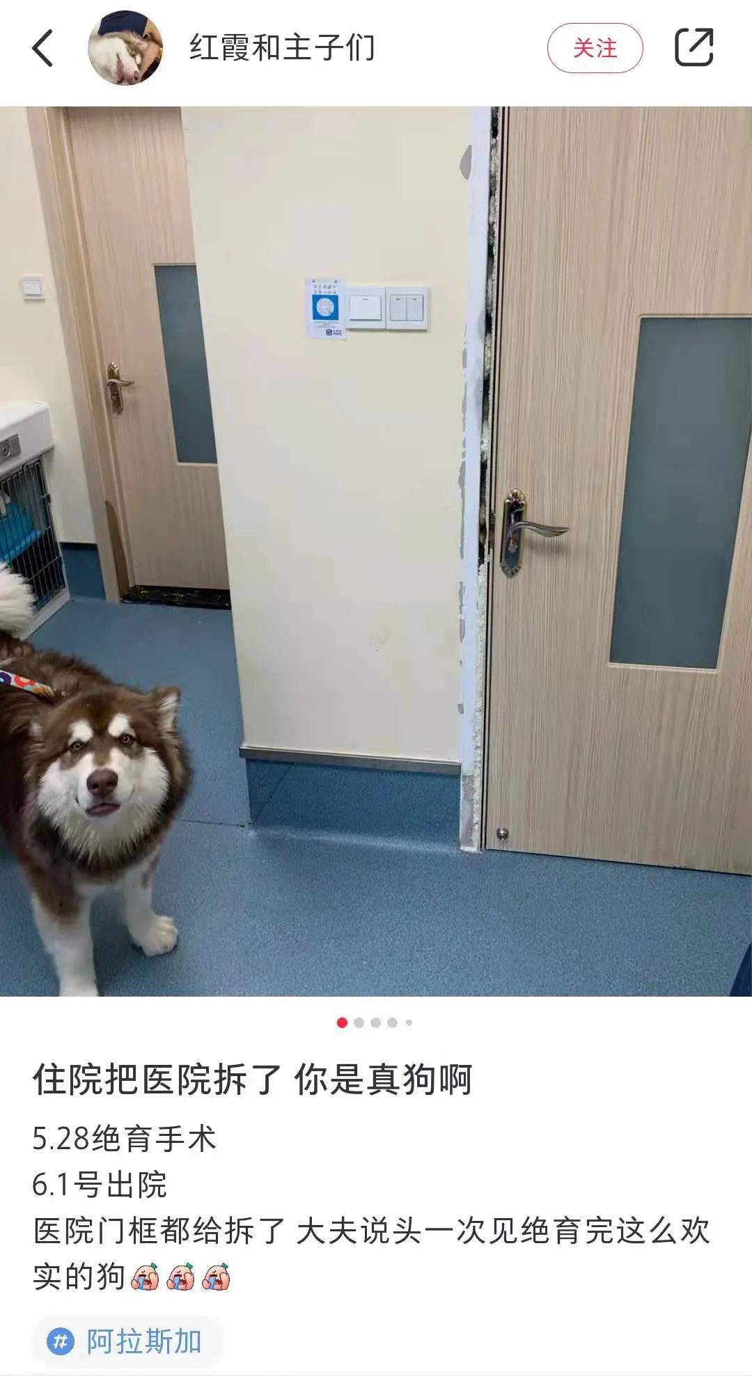 狗子绝育住院，结果把医院拆了哈哈哈哈哈哈哈哈哈!