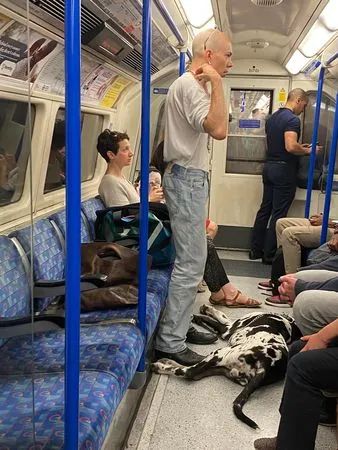 坐地铁时偶遇路霸，乘客见它就乖乖收脚..哈哈哈哈是真的很霸道!