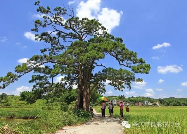 谢京中  《一树成林的沙松树》