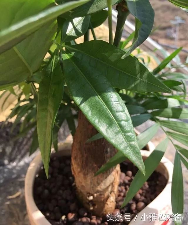 在确定了自己的客厅发财树摆放风水方位后