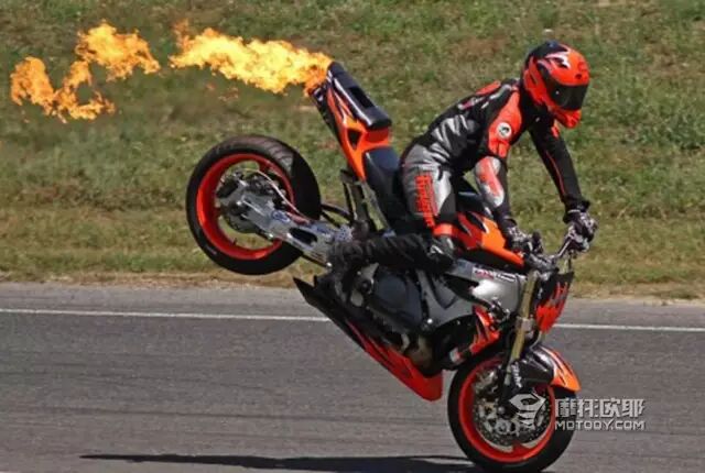 翘尾_翘尾效应_翘尾蚁