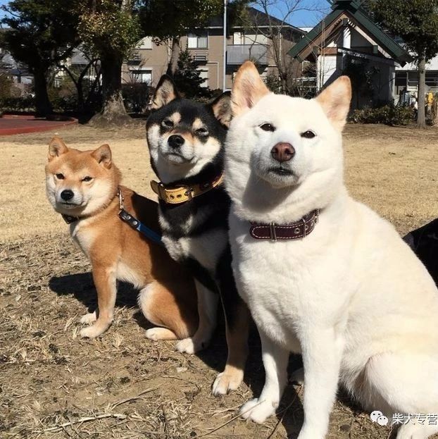 柴犬小课堂之胡麻柴的秘密 柴犬专营店 微信公众号文章阅读 Wemp
