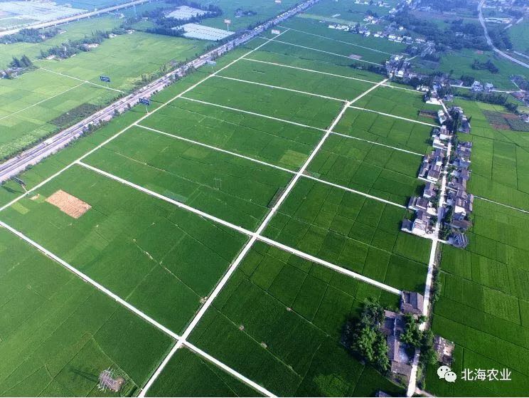 【桂农快讯】西场镇4村委被定为合浦县高标准农田建设项目区图片
