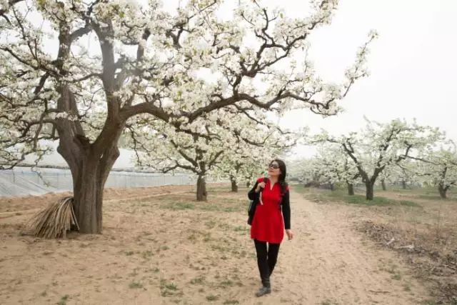 赏花期:4月中旬——5月底 观赏地址:门头沟区永定镇 赏缓好去处