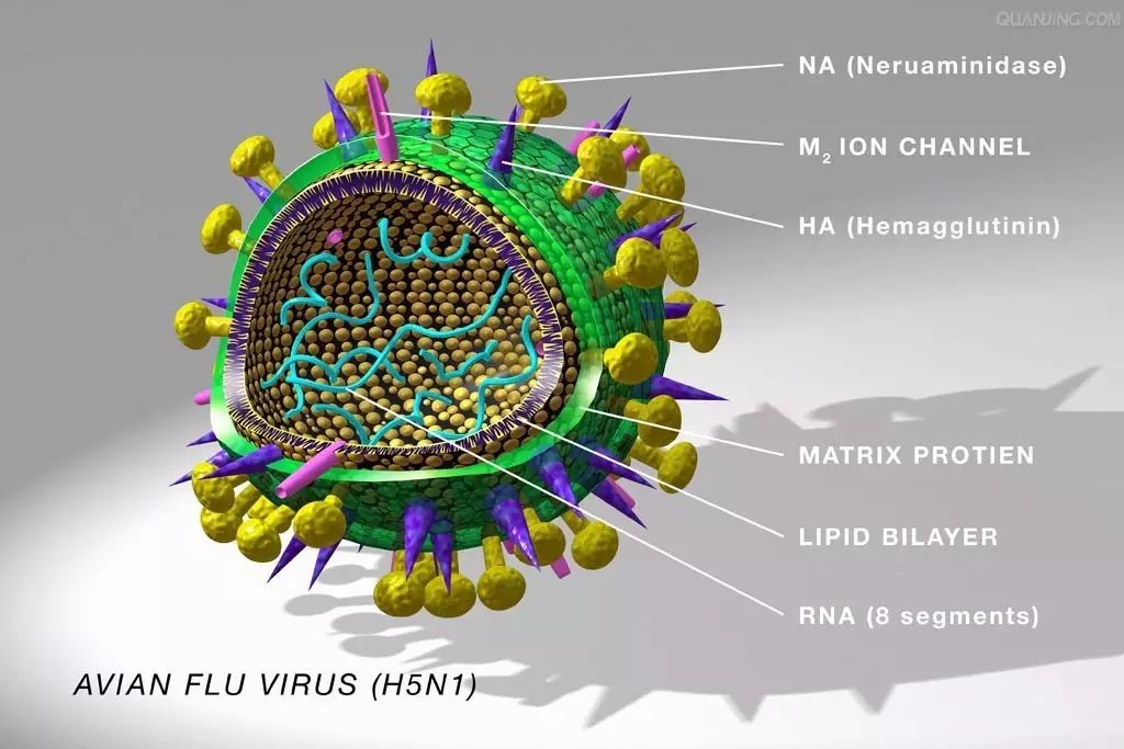 以h5n1型为代表的禽流感病毒(图片来源:中科院武汉病毒研究所)