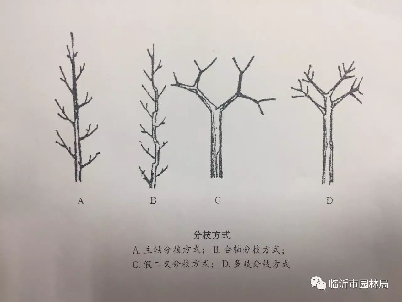 【重庆花卉种植联盟】树木的修剪