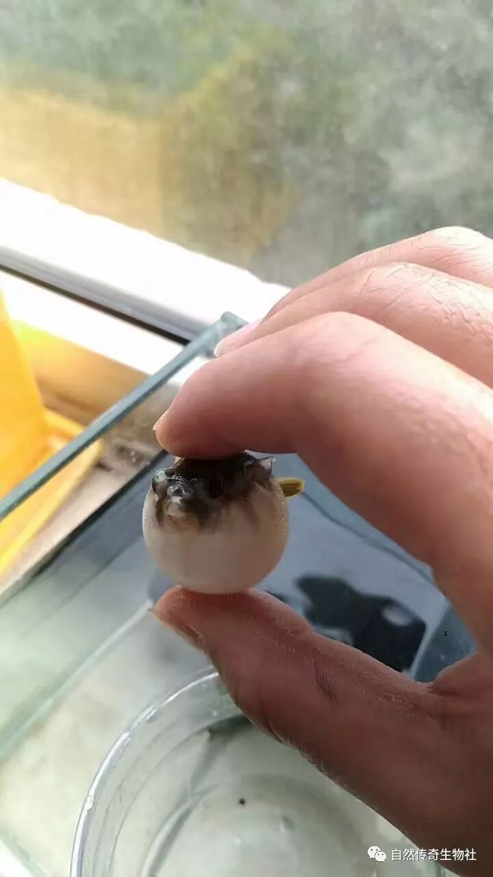 斑马狗头属于容易 膨胀的种类