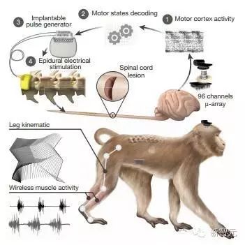 瑞士洛桑联邦理工学院：人机结合重大突破 - 脑脊柱接口让瘫痪猴子重新行走