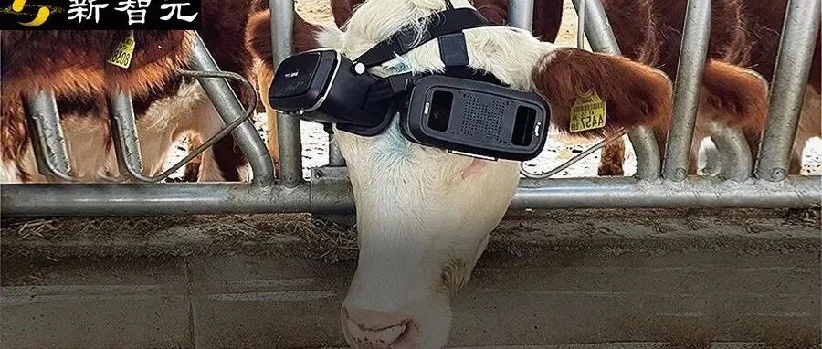 多產5公斤！奶牛體驗夏季草原「元宇宙」，戴上VR眼鏡快樂產奶圖片