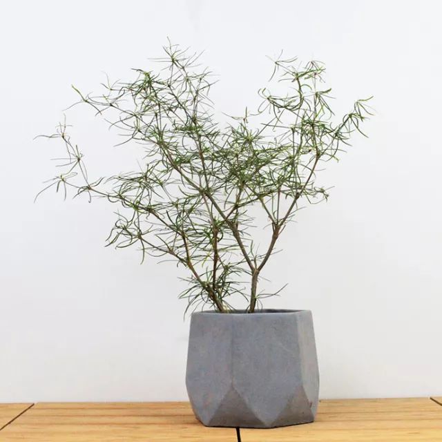 柳叶麒麟